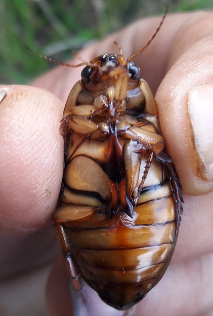 Dytiscus marginalis - szegélyes csíkbogár
