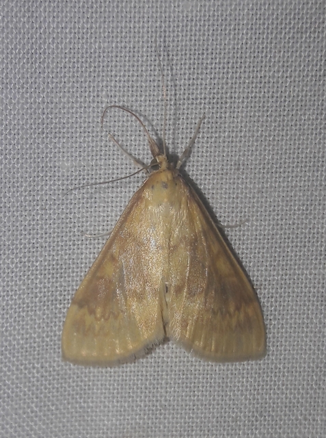 Ostrinia nubilalis - kukoricamoly