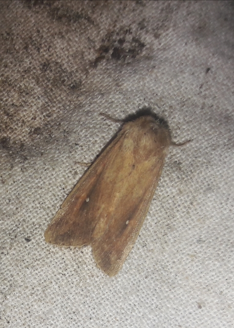 Mythimna albipuncta - fehérpettyes rétibagoly