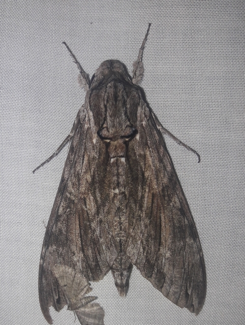 Agrius convolvuli - szulákszender