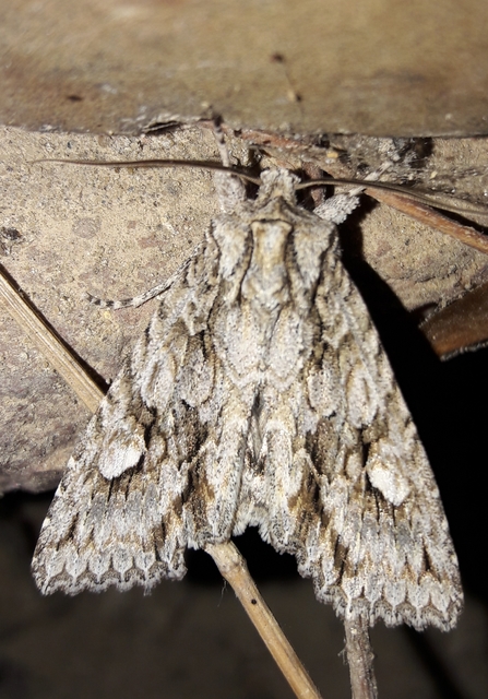 Meganephria bimaculosa - kétfoltos szilbagoly