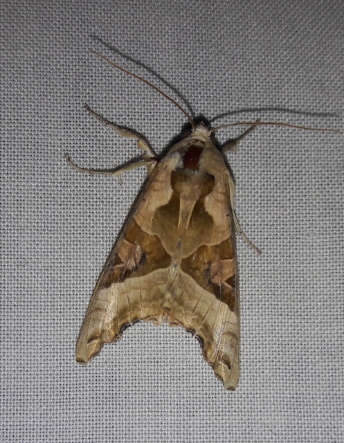 Phlogophora meticulosa - vándorló csipkésbagoly