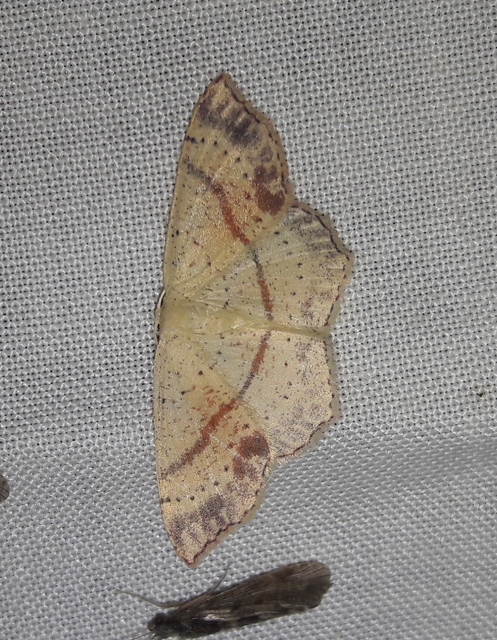 Cyclophora punctaria - sávos pettyesaraszoló