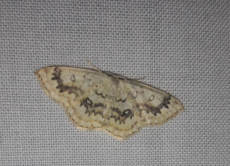 Cyclophora annularia - gyűrűs pettyesaraszoló
