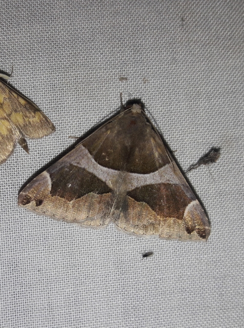 Dysgonia algira - déli porcelánbagoly