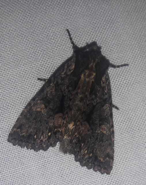 Blepharita satura - őszi porfírbagoly