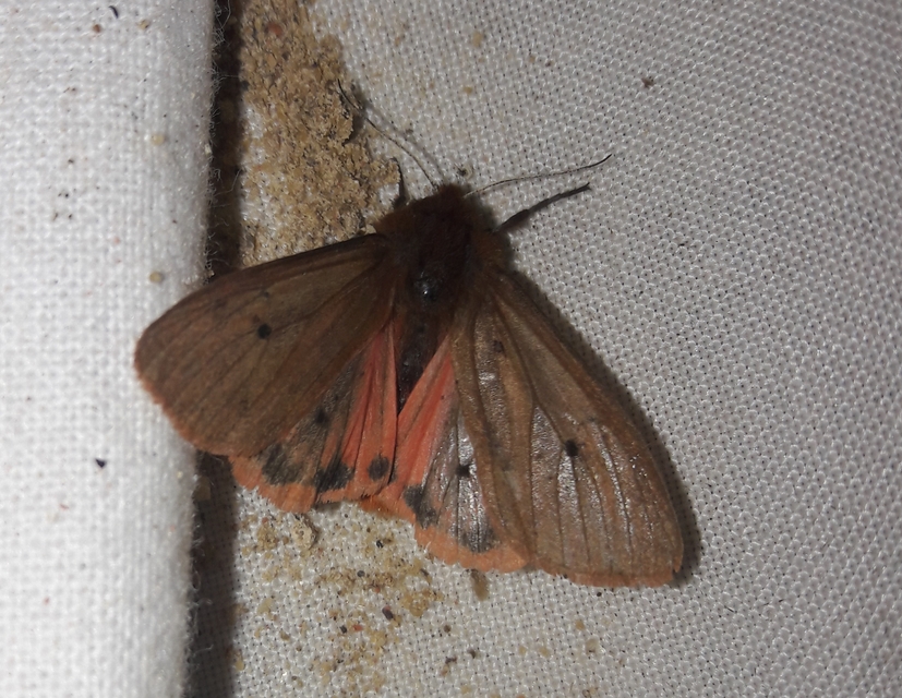 Phragmatobia fuliginosa - füstös medvelepke