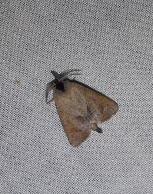Clostera anastomosis - barna levélszövő