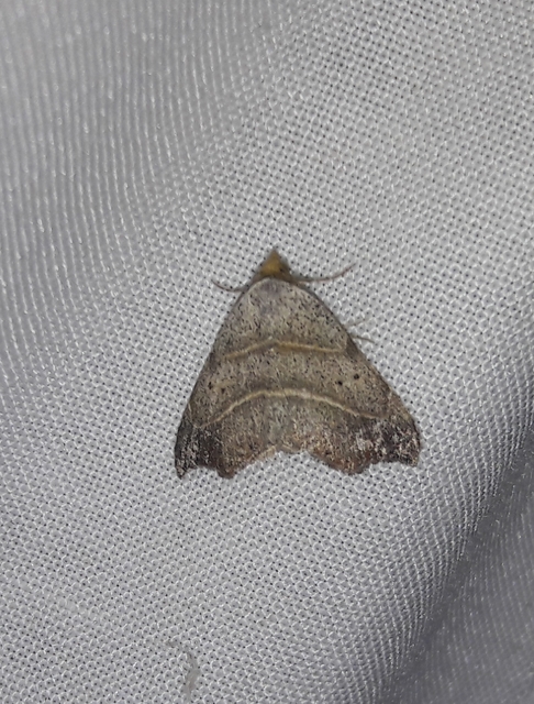 Laspeyria flexula - zuzmóbagoly