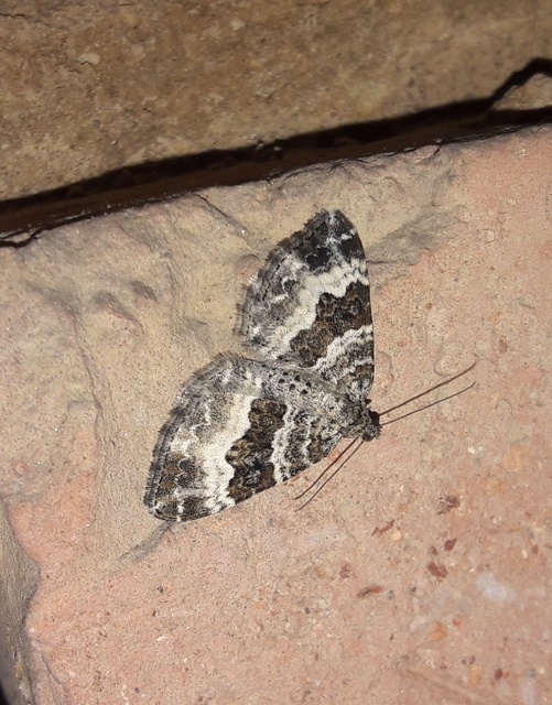 Epirrhoe alternata - galaj-tarkaaraszoló