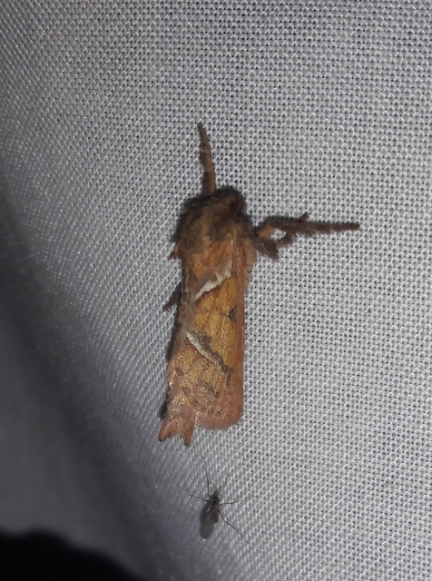 Triodia sylvina - kis gyökérrágólepke