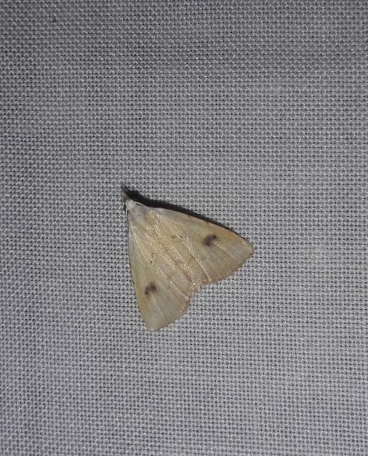 Rivula sericealis - selymes lórombagoly