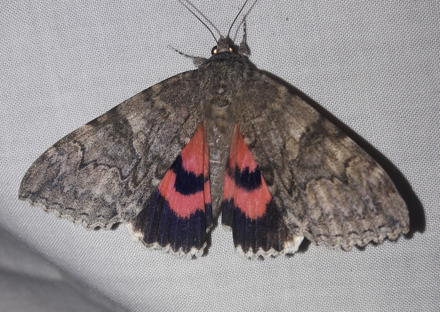 Catocala nupta - piros övesbagoly