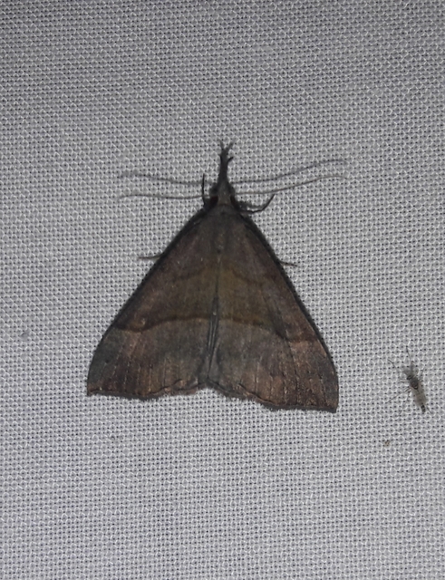 Hypena proboscidalis - ormányos karcsúbagoly
