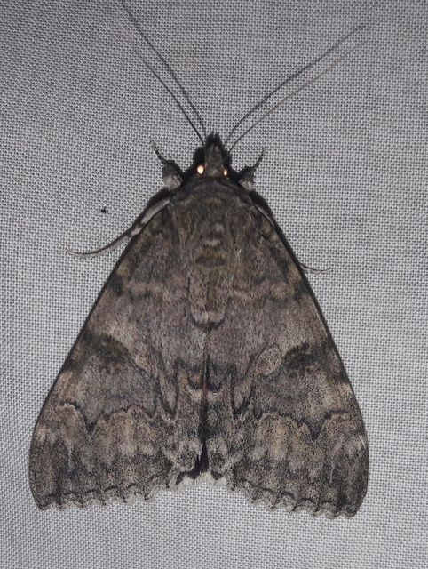 Catocala nupta - piros övesbagoly