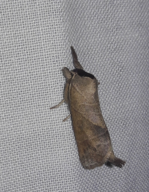 Clostera anastomosis - barna levélszövő