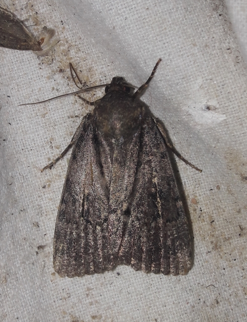 Amphipyra berbera/pyramidea
