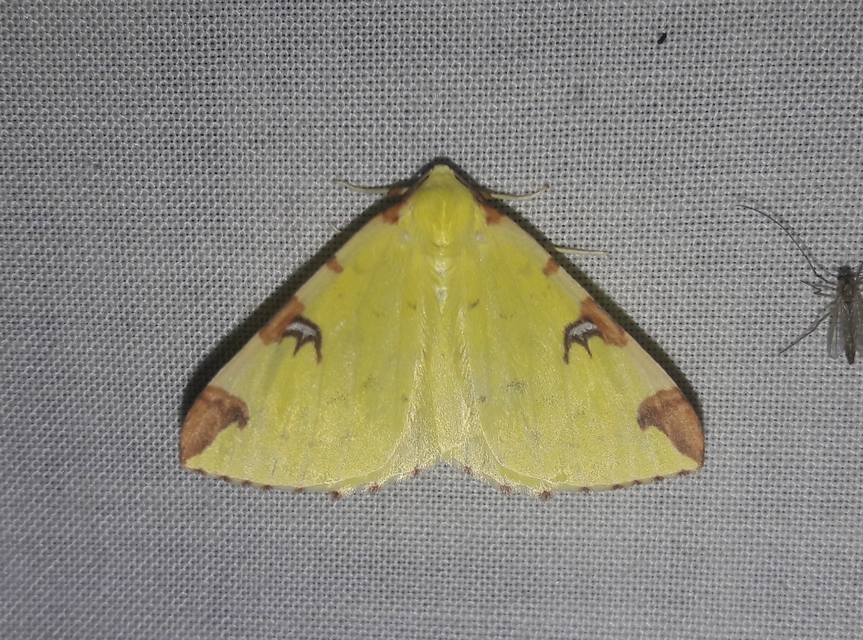 Opisthograptis luteolata - citromsárga araszoló