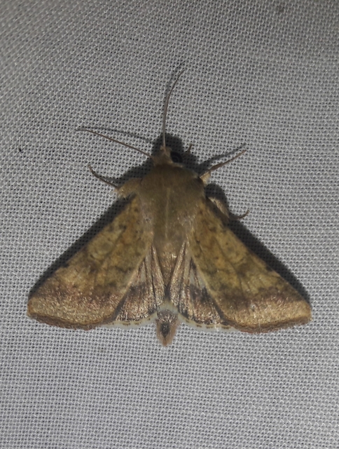 Helicoverpa armigera - kukorica-veteménybagoly