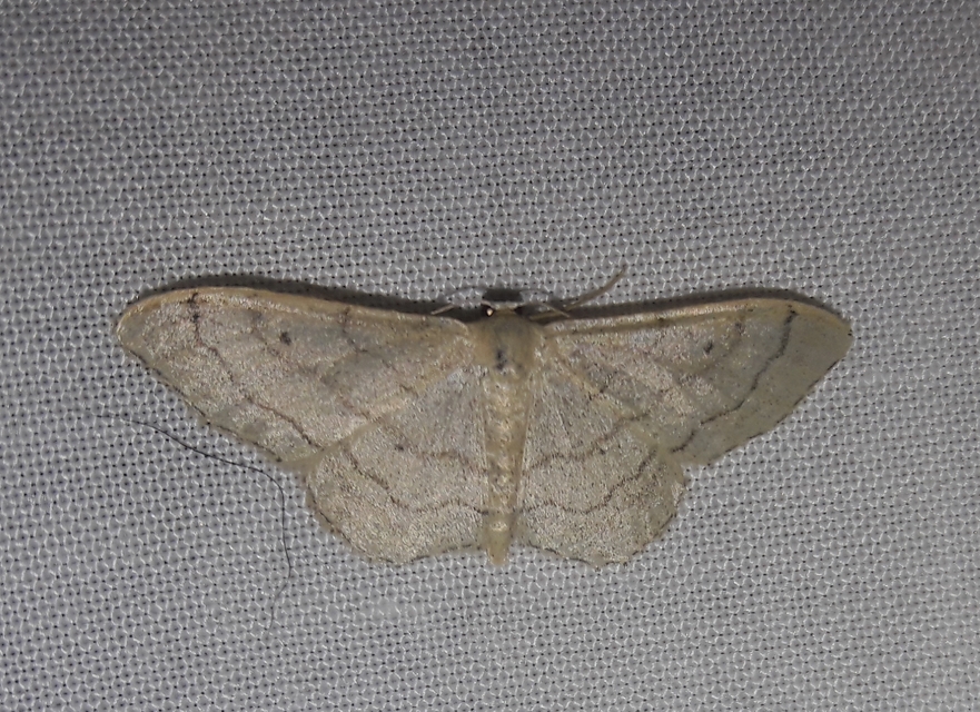 Idaea aversata - nagy sávosaraszoló