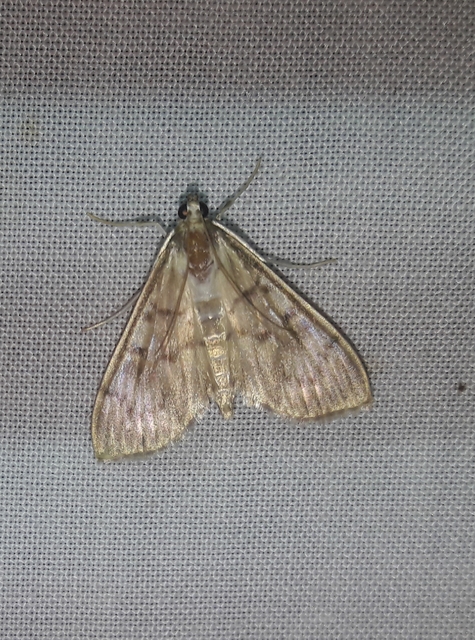Patania ruralis - csalánevő tűzmoly
