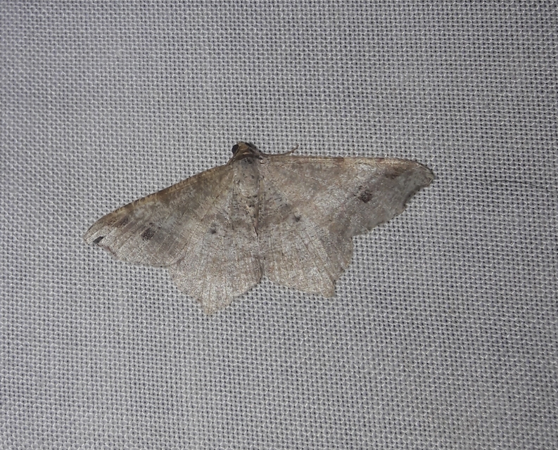 Macaria alternata - közönséges szürkearaszoló