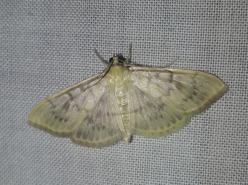 Patania ruralis - csalánevő tűzmoly
