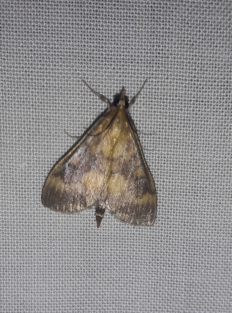 Ostrinia nubilalis - kukoricamoly