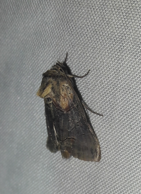 Abrostola triplasia - közönséges csalánbagoly