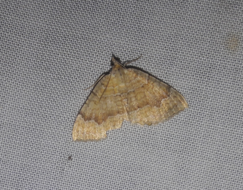 Camptogramma bilineata - kétvonalas sávosaraszoló