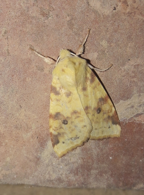 Cirrhia icteritia - nyárfa-sárgabagoly