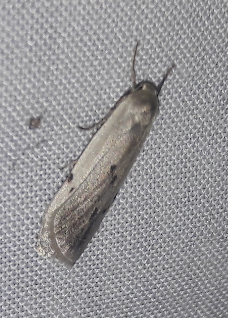 Pelosia muscerda - hamvas zuzmószövő