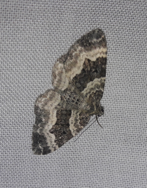 Epirrhoe alternata - galaj-tarkaaraszoló