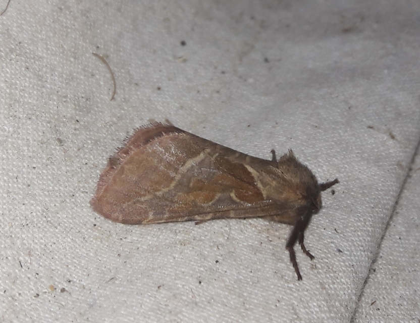 Triodia sylvina - kis gyökérrágólepke