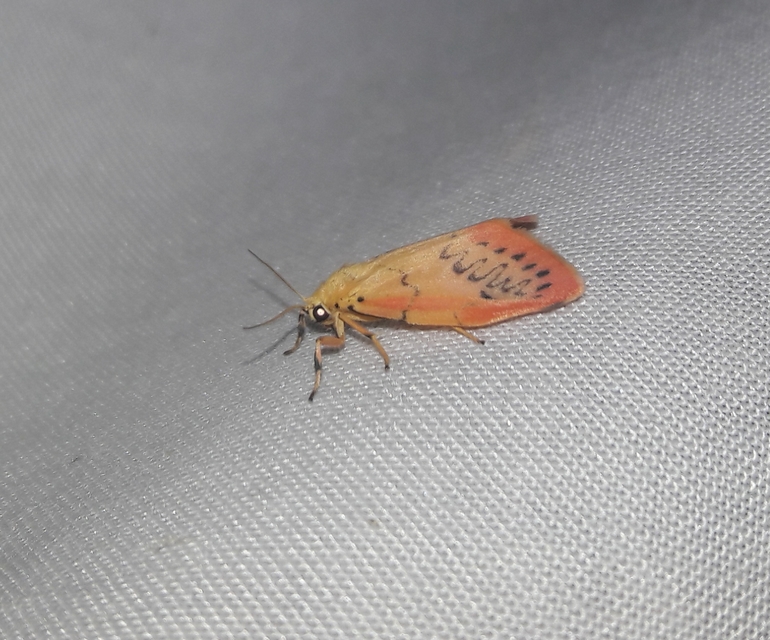 Miltochrista miniata - piros medvelepke