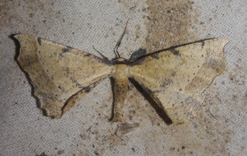 Artiora evonymaria - kecskerágó-araszoló