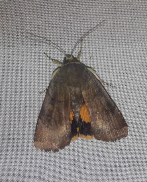 Noctua janthe - lappangó sárgafűbagoly