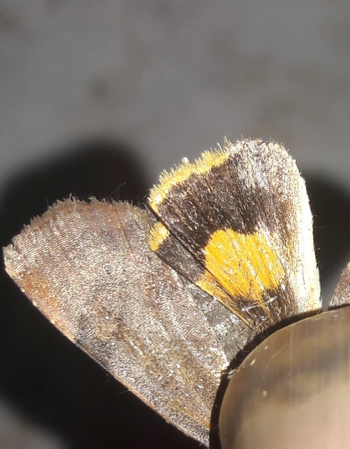 Noctua janthe - lappangó sárgafűbagoly