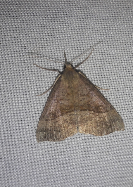 Hypena proboscidalis - ormányos karcsúbagoly