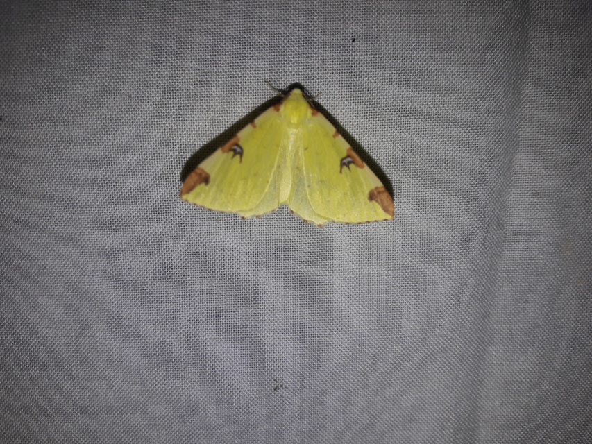 Opisthograptis luteolata - citromsárga araszoló