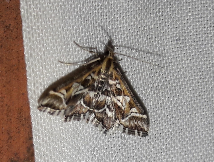 Diasemia reticularis - betűmintás tűzmoly