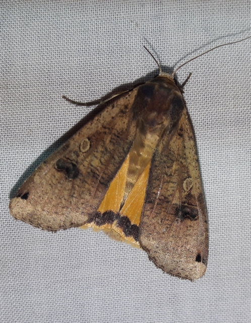 Noctua pronuba - nagy sárgafűbagoly