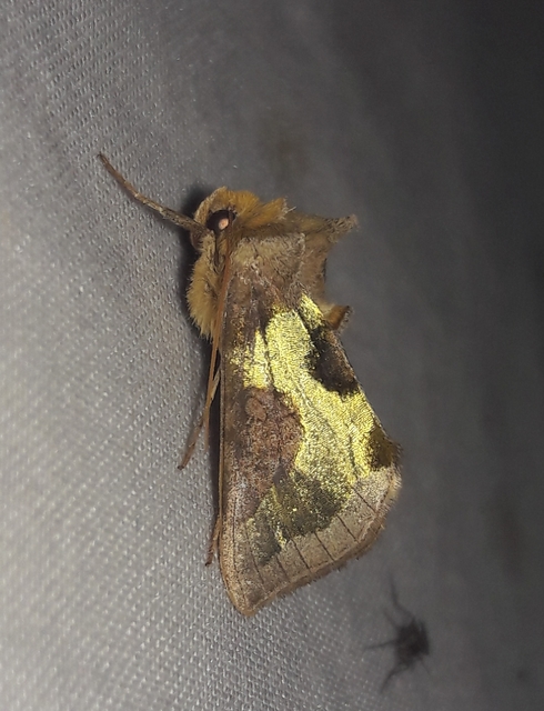 Diachrysia stenochrysis - rejtőző aranybagoly
