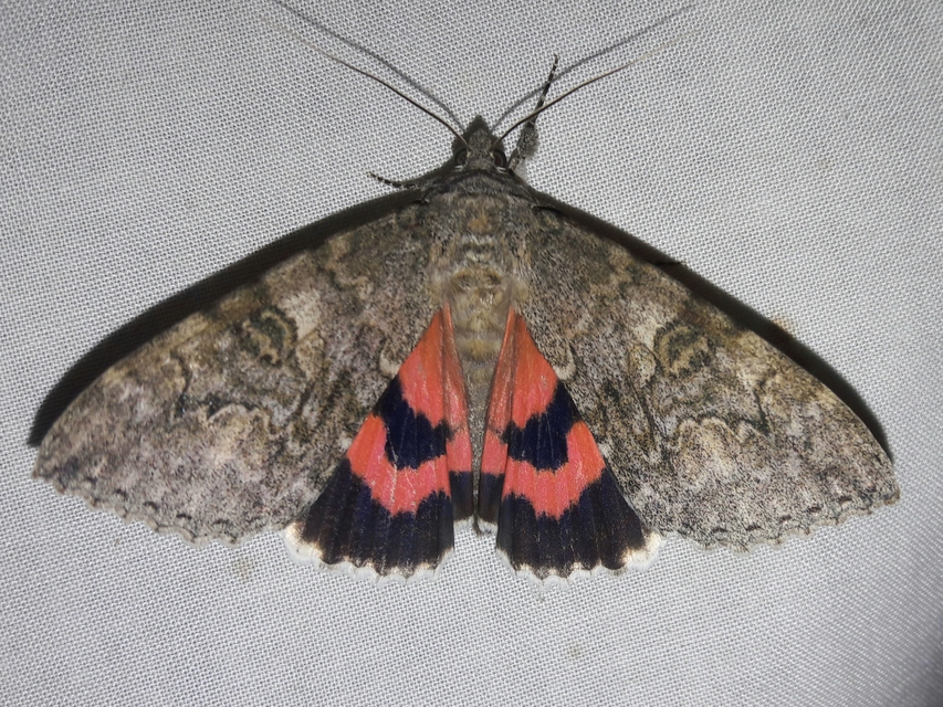 Catocala nupta - piros övesbagoly
