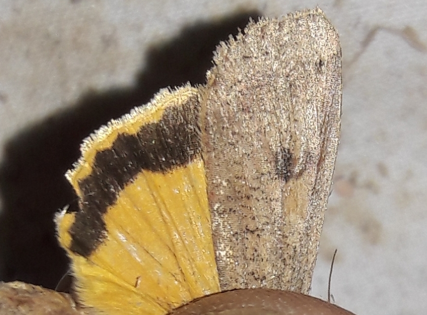 Noctua pronuba - nagy sárgafűbagoly
