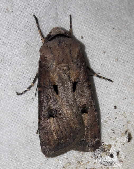Agrotis exclamationis - felkiáltójeles földibagoly
