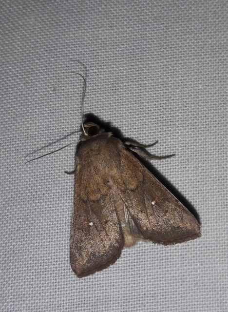 Mythimna albipuncta - fehérpettyes rétibagoly