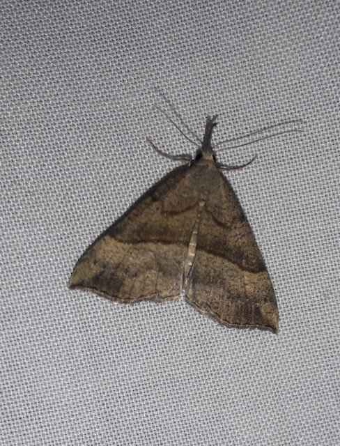 Hypena proboscidalis - ormányos karcsúbagoly