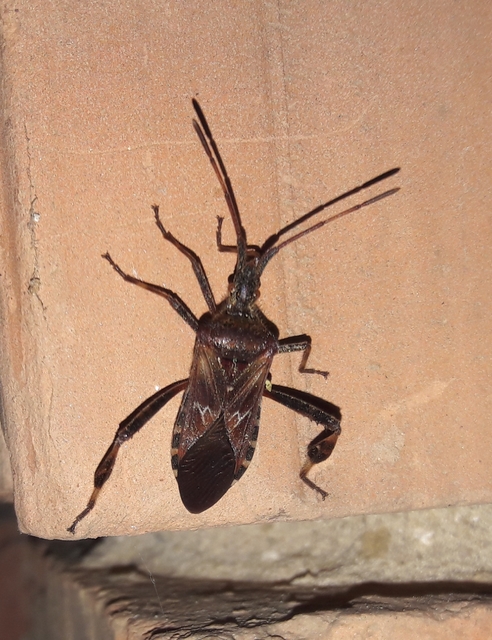 Leptoglossus occidentalis - nyugati levéllábú poloska