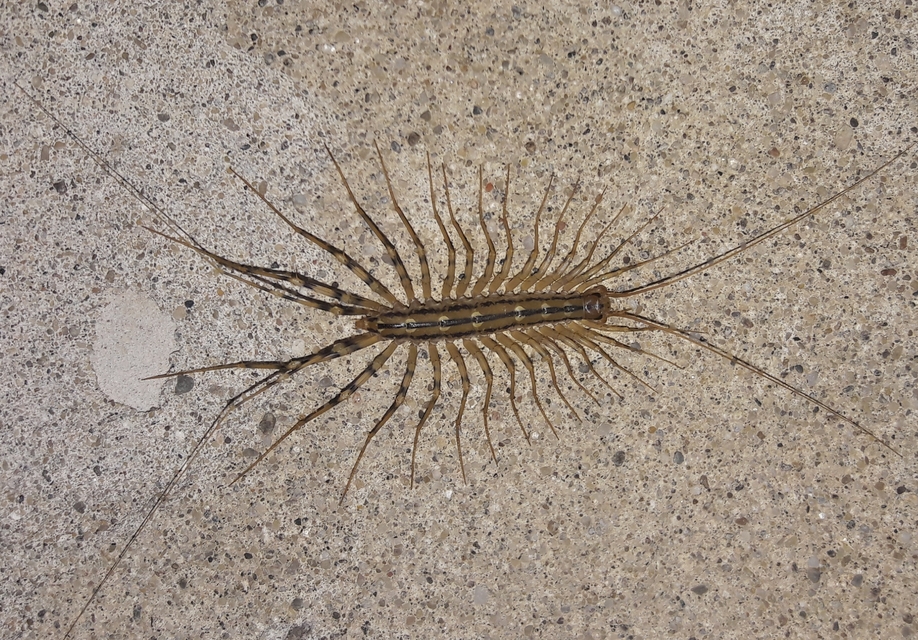 Scutigera coleoptrata - légyölő pókszázlábú